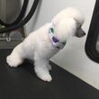 Photo #4: MOBILE GROOMING SERVICE