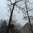 Photo #1: TREE SERVICES (taking down of trees)