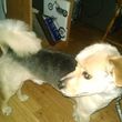 Photo #19: Dog grooming in my home