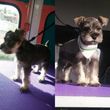 Photo #5: Mobile Dog Grooming. The Nose Knows Best