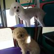 Photo #3: Mobile Dog Grooming. The Nose Knows Best