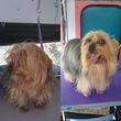 Photo #2: Mobile Dog Grooming. The Nose Knows Best