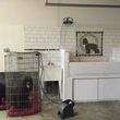 Photo #3: Waterford Dog Grooming (near Pocahontas State Park)