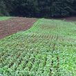 Photo #11: Food Plots - I'm Your Huckleberry