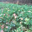 Photo #6: Food Plots - I'm Your Huckleberry