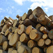Photo #1: Danny's Tree Service + firewood for sale!