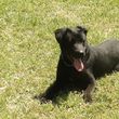 Photo #6: Guy's Dog Training: 3 Obedience Courses For The Price of 1 C Videos
