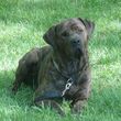 Photo #5: Guy's Dog Training: 3 Obedience Courses For The Price of 1 C Videos