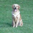 Photo #4: Guy's Dog Training: 3 Obedience Courses For The Price of 1 C Videos
