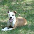 Photo #3: Guy's Dog Training: 3 Obedience Courses For The Price of 1 C Videos