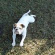 Photo #1: Guy's Dog Training: 3 Obedience Courses For The Price of 1 C Videos