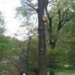 Photo #14: TIMBER TREE SERVICE *FREE ESTIMATES*
