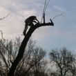 Photo #11: TIMBER TREE SERVICE *FREE ESTIMATES*