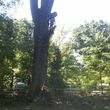 Photo #9: TIMBER TREE SERVICE *FREE ESTIMATES*
