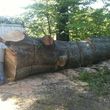 Photo #8: TIMBER TREE SERVICE *FREE ESTIMATES*
