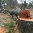Photo #6: TIMBER TREE SERVICE *FREE ESTIMATES*