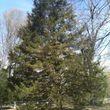 Photo #3: TIMBER TREE SERVICE *FREE ESTIMATES*