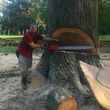 Photo #5: Tree Monkey. Full Service Tree Company