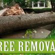 Photo #1: AFFORDABLE TREE & LANDSCAPING. FREE ESTIMATES AND COMPETITIVE PRICES.