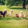 Photo #9: DogMa Pet Sitting & Sleep-Away Camp. BOARDING AND DOGGY DAY CARE