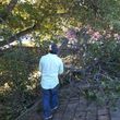 Photo #5: Ramon's Professional Tree Service