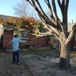 Photo #7: Ramon's Professional Tree Service