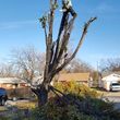 Photo #9: Ramon's Professional Tree Service