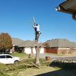 Photo #15: Ramon's Professional Tree Service