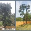 Photo #5: SALAS TREE SERVICE LLC. LICENSED/INSURED!