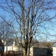 Photo #5: WINTER DISCOUNTS ON ALL TREE WORK! Branch Walker Tree Service