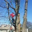 Photo #4: WINTER DISCOUNTS ON ALL TREE WORK! Branch Walker Tree Service