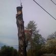 Photo #1: Tree Service. 24 Hr Service. Free Woodchips!