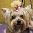 Photo #2: Smart Pets Grooming. Same Day Availibility!