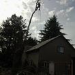 Photo #2: $25.00/hr Professional Tree Trimmer
