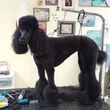 Photo #8: A Cut Above dog grooming