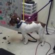 Photo #7: A Cut Above dog grooming