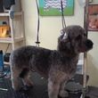 Photo #6: A Cut Above dog grooming