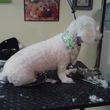 Photo #5: A Cut Above dog grooming