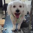 Photo #4: A Cut Above dog grooming