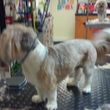 Photo #2: A Cut Above dog grooming