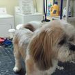 Photo #1: A Cut Above dog grooming
