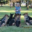 Photo #12: Natures Way Dog Training LLC Specialize in Behavioral/ Training Camp