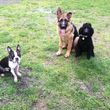 Photo #10: Natures Way Dog Training LLC Specialize in Behavioral/ Training Camp