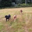 Photo #8: Natures Way Dog Training LLC Specialize in Behavioral/ Training Camp