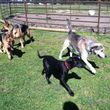 Photo #7: Natures Way Dog Training LLC Specialize in Behavioral/ Training Camp