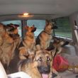 Photo #4: Natures Way Dog Training LLC Specialize in Behavioral/ Training Camp