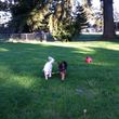Photo #3: Natures Way Dog Training LLC Specialize in Behavioral/ Training Camp