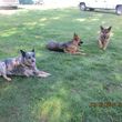 Photo #2: Natures Way Dog Training LLC Specialize in Behavioral/ Training Camp