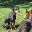 Photo #1: Natures Way Dog Training LLC Specialize in Behavioral/ Training Camp