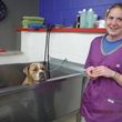 Photo #24: Self Service Dog Wash, Professional Grooming, walk in nail trims, etc.